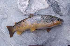 Brrown trout
